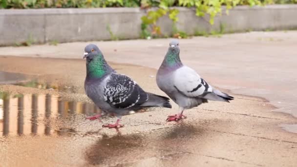 Couple Familial Mignons Pigeons Gris Urbains Communs Regardant Curieusement Caméra — Video