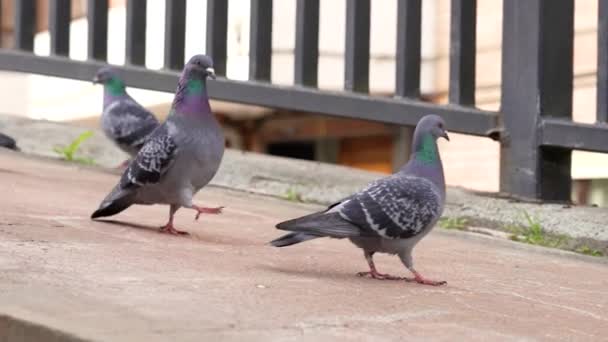 Courtship Street Common Pigeons Love Close — Stock video