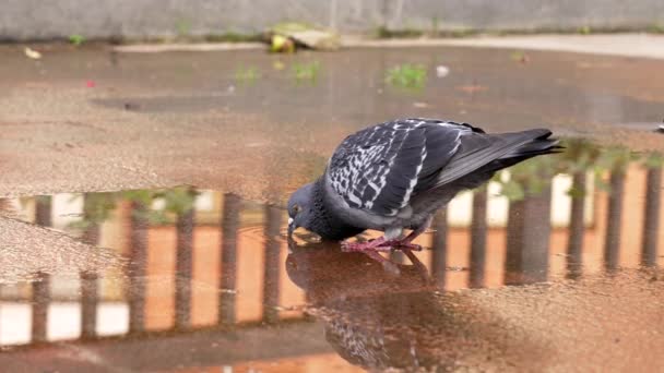 비둘기 마리가 가까운 거리의 웅덩이에서 마시고 — 비디오