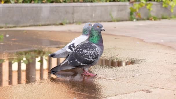 Deux Pigeons Urbains Gris Communs Gros Plan Regardant Caméra — Video