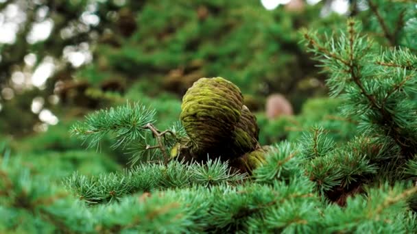 Blue Atlas Cedar Cone Dengan Lumut Pohon Cedrus Atlantica — Stok Video
