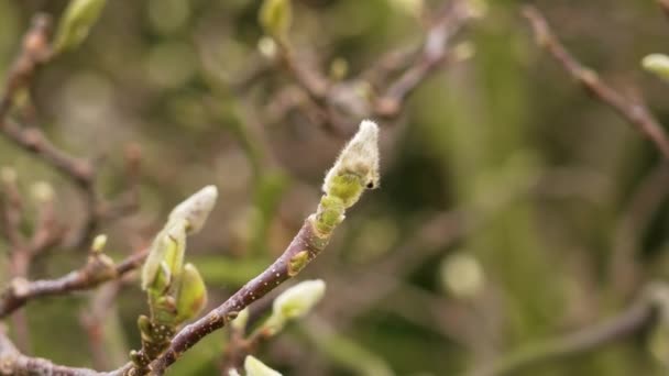 Virágbimbók Virágzó Kínai Csészealj Magnólia Soulangeana Tavasszal — Stock videók
