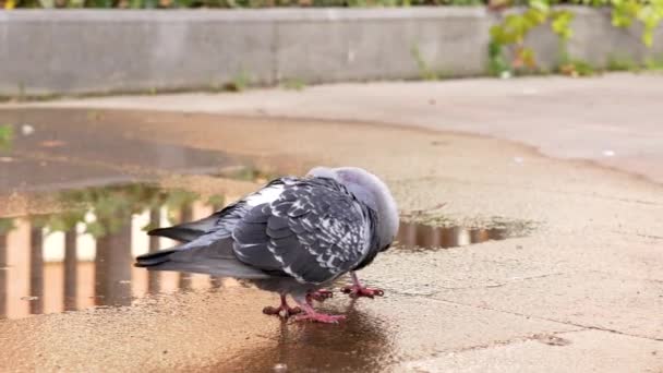 Całowanie Słodkiej Pary Zwykłych Miejskich Gołębi Bliska Miłość Ptaków Dziczy — Wideo stockowe