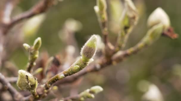 Growing Fluffy Buds Spring Magnolia Tree Close — Stock Video