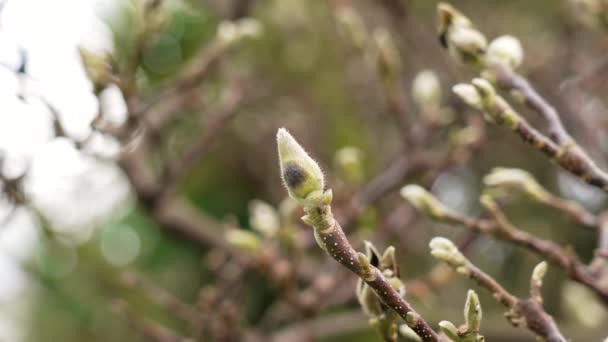 Brotes Flores Del Árbol Magnolia Platillo Chino Floreciente Soulangeana Primavera — Vídeo de stock
