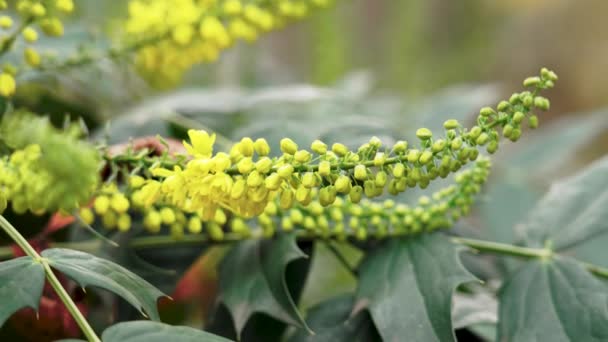 Beautiful Yellow Flowers Blooming Mahonia Japonica Closeup — Stock Video