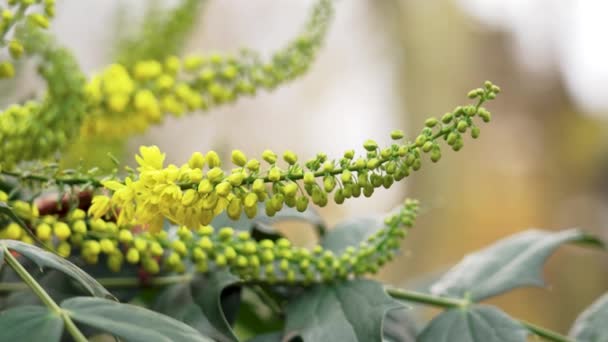 Berberis Mahonia Japonica Pięknymi Żółtymi Kwiatami Ozdobnym Ogrodzie — Wideo stockowe