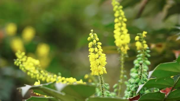 Berberis Mahonia Japonica Avec Belles Fleurs Jaunes Dans Jardin Ornemental — Video
