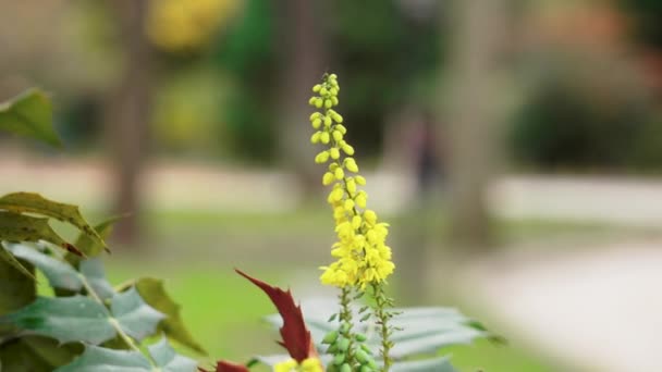 公园里美丽的黄花 盛开的菊花 — 图库视频影像