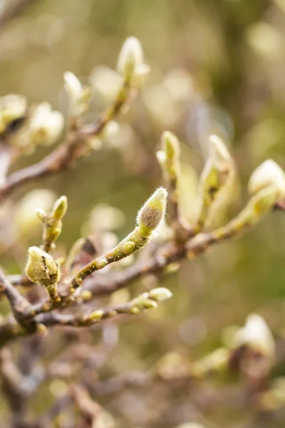 Brotes Flores Del Árbol Magnolia Platillo Chino Floreciente Soulangeana Primavera — Foto de Stock