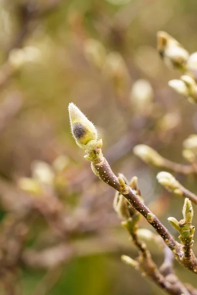 Brotes Flores Del Árbol Magnolia Platillo Chino Floreciente Soulangeana Primavera — Foto de Stock