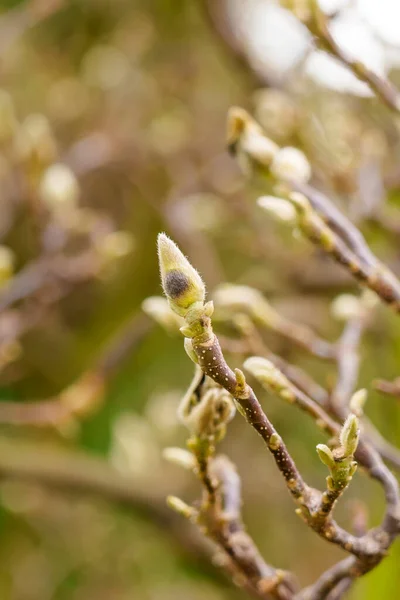 Creciendo Brotes Esponjosos Árbol Magnolia Primaveral Cerca — Foto de Stock