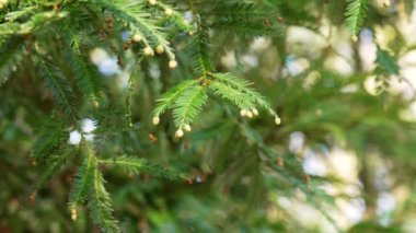 Coast redwood tree foliage with young cones or male flowers closeup. Sequoia sempervirens