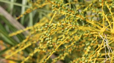 Fresh ripening green date palm fruits hanging on a tropical tree