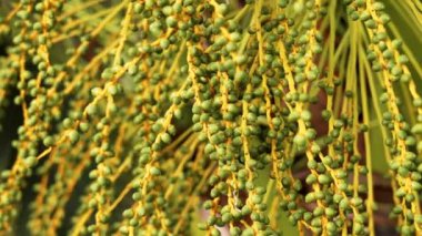 Growing fruits of date palm tree on a plantation close-up