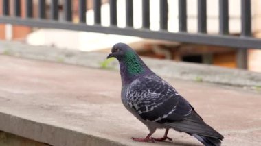 Lonely street common pigeon walking on sidewalk closeup