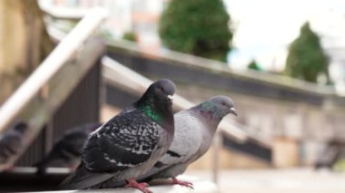 Family couple of urban pigeons sitting on the park railings and jumping away close up