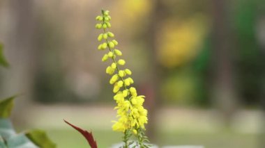 Yellow flowers of Mahonia japonica in the park close up. Beautiful view