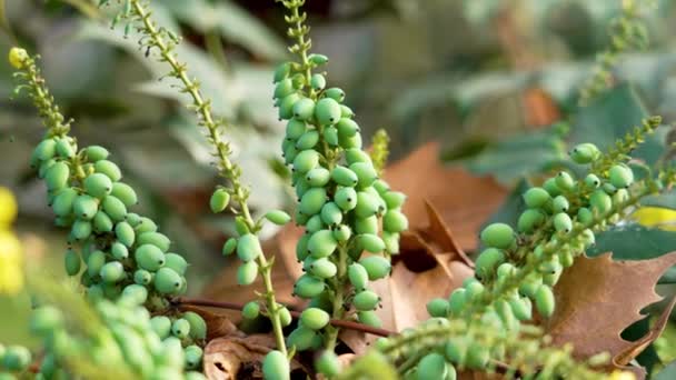 Mahonia Japonica Green Fruits Ornamental Garden Close — 비디오