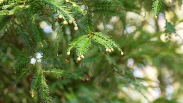Φύλλωμα Της Κορυφογραμμής Νεαρά Κουκουνάρια Αρσενικά Λουλούδια Sequoia Sempervirens — Αρχείο Βίντεο
