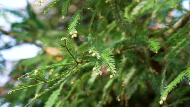 Sequoia Sempervirens Coast Redwood Tree Sprig Young Small Cones — Video