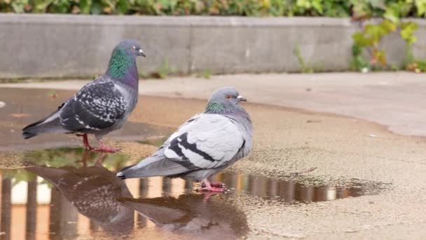 Family Couple Urban Common Pigeons Park Close — Stockvideo