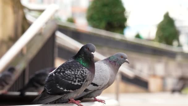 Family Couple Urban Pigeons Sitting Park Railings Jumping Away Close — Stok video