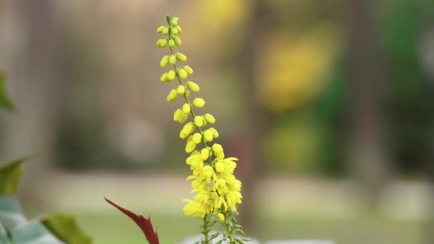 Yellow Flowers Mahonia Japonica Park Close Beautiful View — Vídeos de Stock