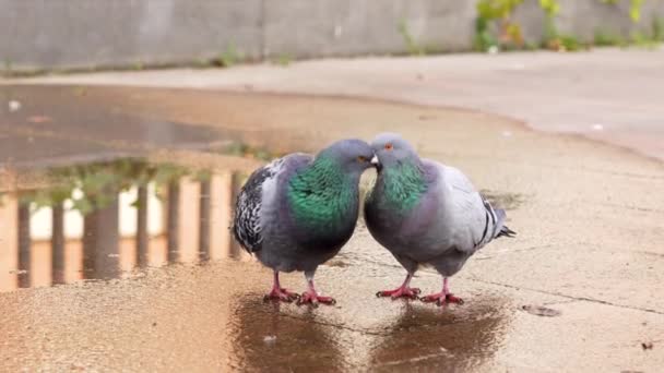 Kissing Mating Common Pigeons Street Bird Love Close Animal Wildlife — Vídeo de Stock