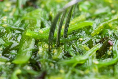 Japanese Wakame seaweed salad with fork. Macro shot