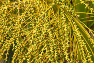 Growing fruits of date palm tree on a plantation close-up