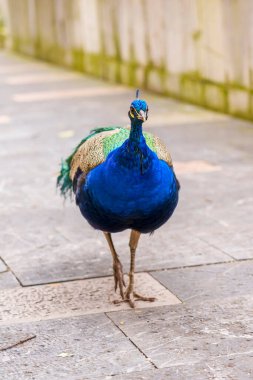 Beautiful male peacock walking in the zoo close up