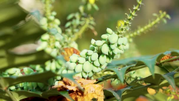 Green Berries Oregon Grape Mahonia Close — 비디오