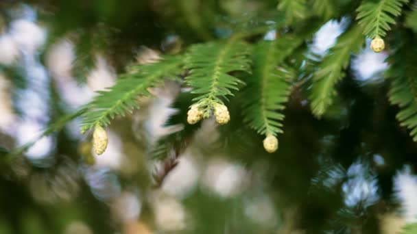 Young Cones Coast Redwood Tree Sequoia Sempervirens Forest — Vídeo de stock
