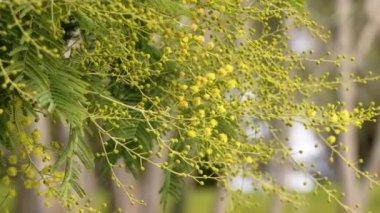 Flowers of a mimosa tree close-up. Flowering seasonal plant