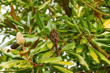 Mature magnolia fruit with tree foliage. Magnolia grandiflora. Magnoliaceae family