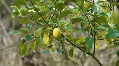 Uncultivated wild lemon tree with a single fruit on the branch