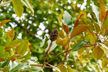 Brown magnolia cone with green lush foliage. Magnolia grandiflora tree