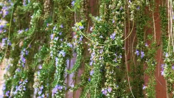 Ένα Μωβ Ανθισμένο Φυτό Δενδρολίβανο Λουλούδια Στον Κήπο — Αρχείο Βίντεο