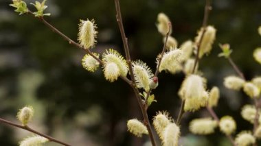 Young pollen buds of a willow tree in nature