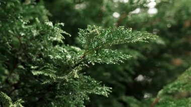 Morning raindrops on thuja leaves. Water droplets. Freshness in the ornamental garden