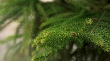 Norfolk Adası çamı. Araucaria heterofilla. Kozalaklı ağaçların dalları.