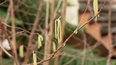 Young catkins on a tree branch in a spring garden