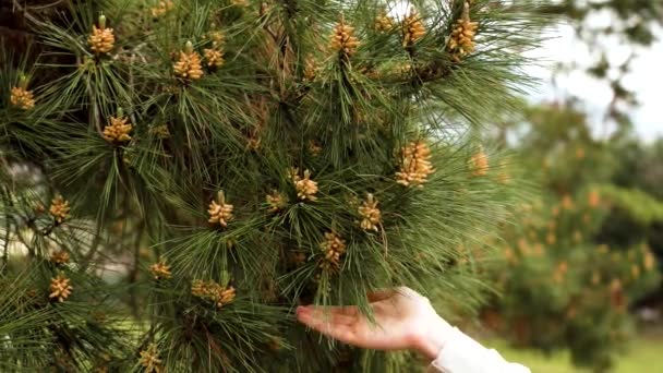 Shake Growing Male Pine Pollen Cones Coniferous Tree Branch Lush — стоковое видео