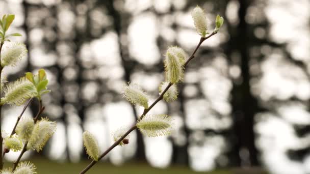 Fluffy Young Pollen Buds Willow Tree Nature — Vídeo de stock