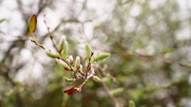 Young Tree Buds Closeup Spring Park — Vídeo de stock