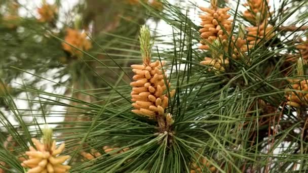 Shake Growing Male Pine Pollen Cones Coniferous Tree Branch Lush — Stock videók