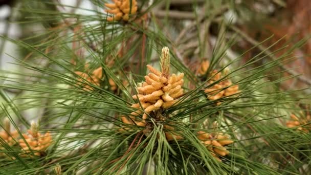 Spring Pollen Male Flower Pine Tree Close Reproductive Coniferous Inflorescence — Vídeos de Stock