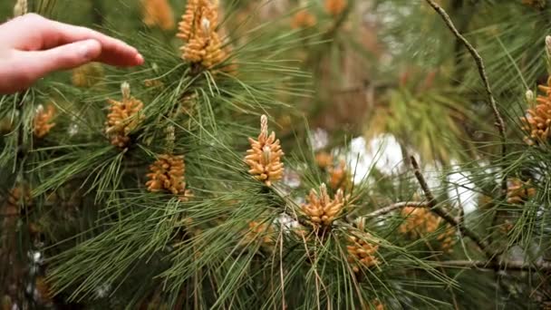 Fallende Kiefernpollen Eines Männlichen Jungen Zapfens Einer Waldkonifere Nach Dem — Stockvideo