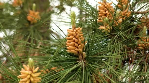 Growing Pine Pollen Male Cones Coniferous Tree Branch Lush Evergreen — Video